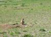 PICTURES/Wind Cave National Park/t_Prairie Dog1.JPG